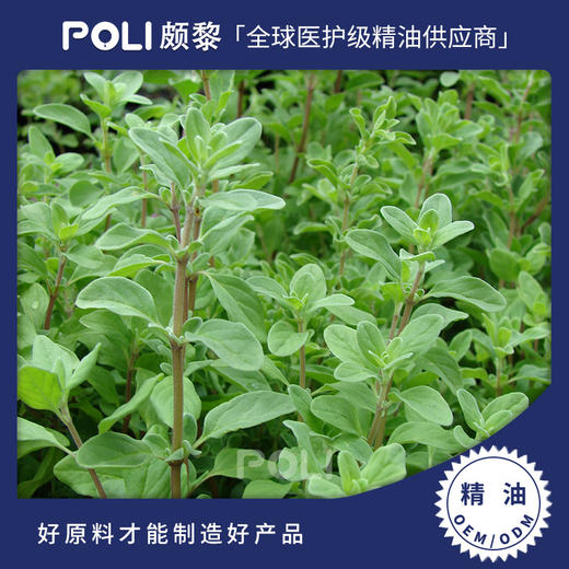 法国进口马郁兰精油天然单方精油原料 颇黎马郁兰精油原料批发 商品图0