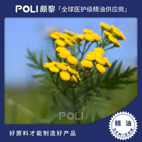 摩洛哥进口蓝艾菊天然兰艾菊精油颇黎进口兰艾菊精油原液原料批发