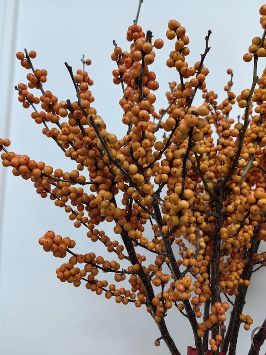 一枝独秀爱马仕橙冬青 商品图5