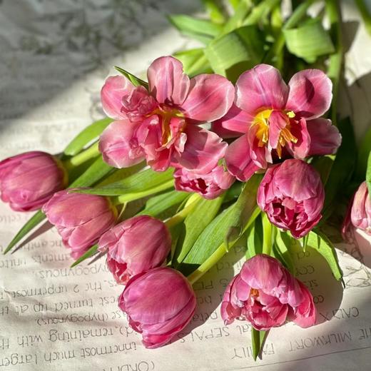 精品鲜花瑞塔重瓣郁金香10支 商品图1