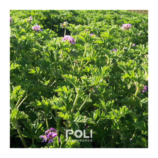 中国玫瑰天竺葵精油 天然单方精油原料批发 POLI/颇黎植物精油 商品图1