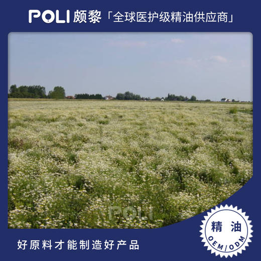 德国洋甘菊精油 按摩护肤单方精油批发 天然蓝母菊香薰精油原料 商品图0