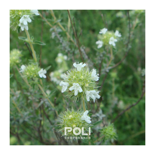 西班牙进口有机马郁兰精油单方精油颇黎进口马郁兰精油原料批发 商品图1