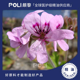 中国玫瑰天竺葵精油 天然单方精油原料批发 POLI/颇黎植物精油