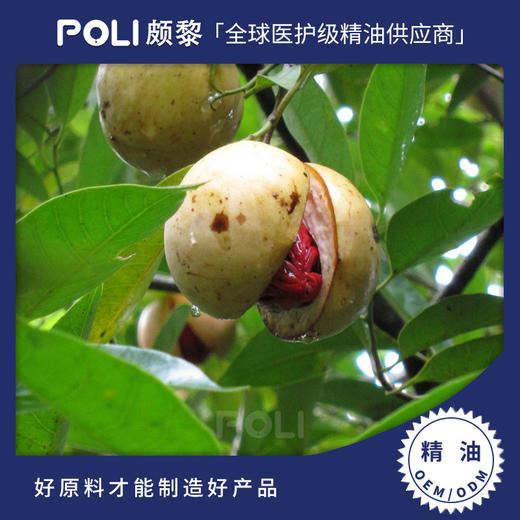 斯里兰卡进口有机肉豆蔻衣精油单方精油原料批发颇黎进口护肤精油 商品图0