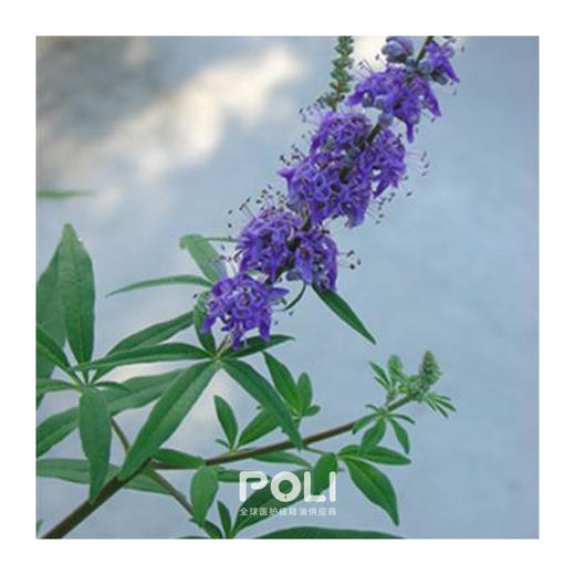 波斯尼亚和黑塞哥维那进口有机贞节树精油 波黑贞洁精油原料批发 商品图1