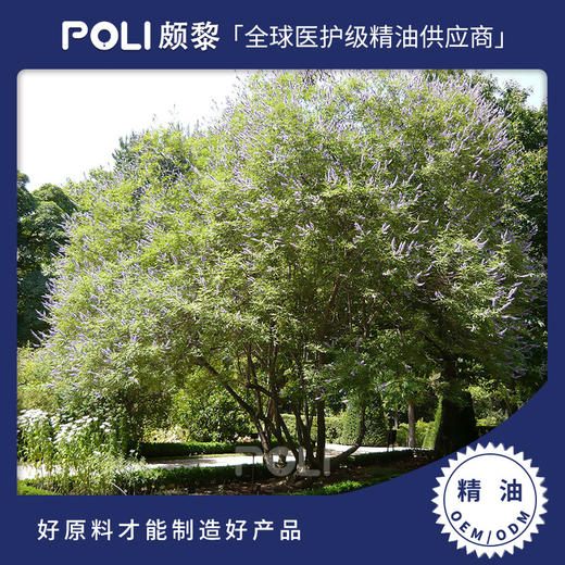 波斯尼亚和黑塞哥维那进口有机贞节树精油 波黑贞洁精油原料批发 商品图0