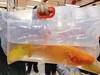 打氧红鲤鱼一袋 商品缩略图2