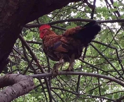 藏香鸡 商品图3