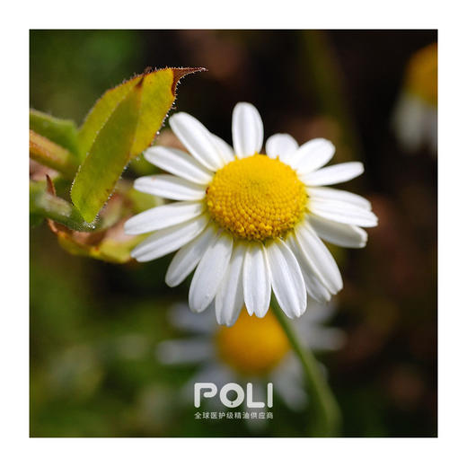 英国罗马洋甘菊精油 天然白菊精油原料 颇黎进口单方精油香薰 商品图1