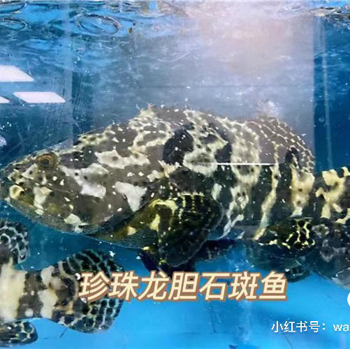 预约年夜饭鲜活鱼，门店直配到家，可充氧，可宰杀！下单备注送货日期跟时间！ 商品图3