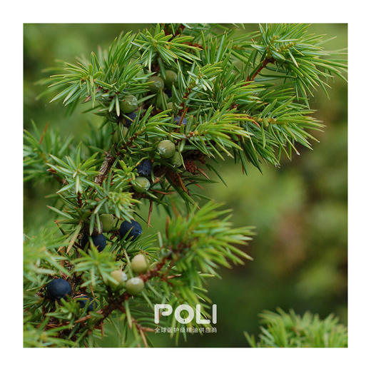印度进口杜松子精油原料杜松子莓浆果单方精油 颇黎按摩护肤精油批发 商品图1