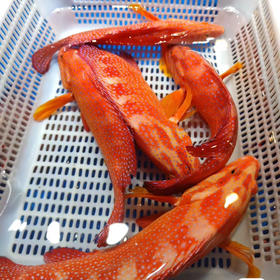 预约年夜饭鲜活鱼，门店直配到家，可充氧，可宰杀！下单备注送货日期跟时间！