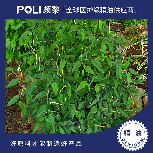 印度进口黑胡椒精油 单方精油原料批发 颇黎进口天然黑胡椒精油香 商品图0