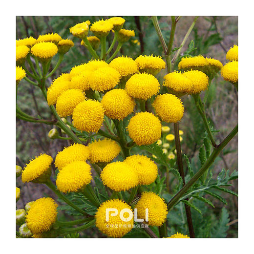 摩洛哥进口蓝艾菊天然兰艾菊精油颇黎进口兰艾菊精油原液原料批发 商品图1