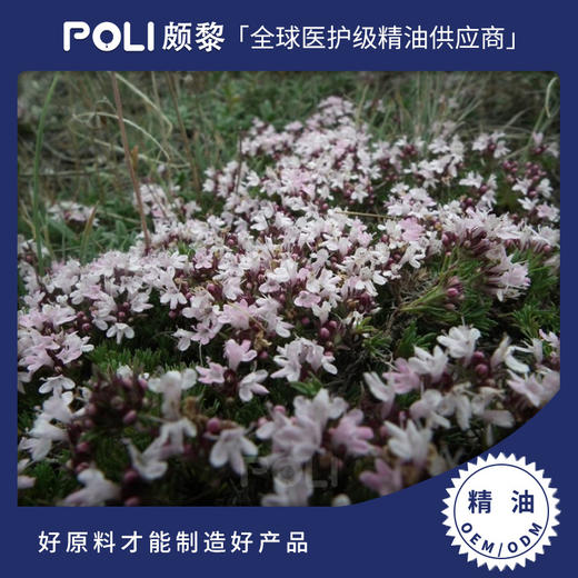 西班牙进口有机百里酚百里香红色精油原料颇黎进口香薰精油原料 商品图0