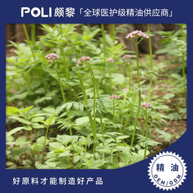 印度进口缬草根精油香薰单方精油原料批发 颇黎天然精油原液