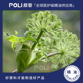 英国进口欧白芷根精油 美容院按摩单方进口精油原料 颇黎批发原料