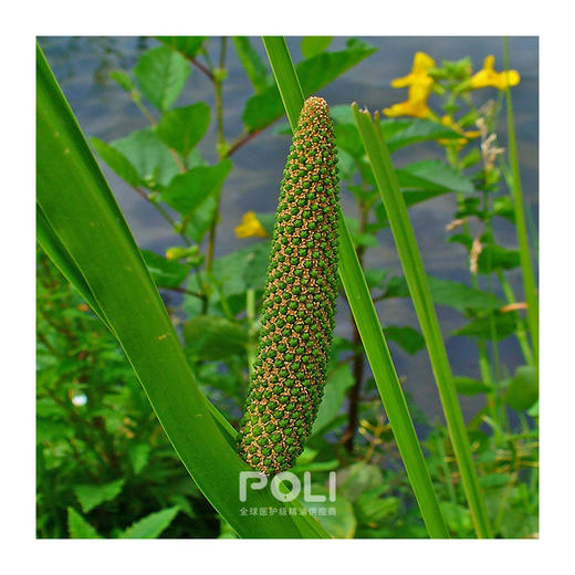 印度进口菖蒲根精油 颇黎供应单方精油香薰 天然按摩护肤精油原料 商品图1