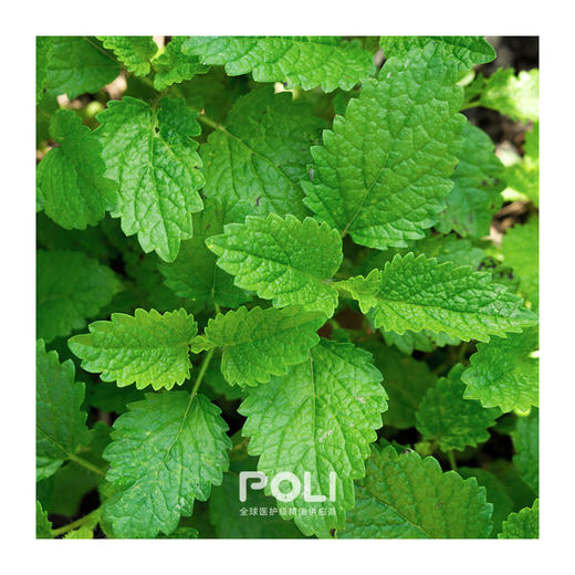 保加利亚进口香蜂草精油原料颇黎芳疗精油香薰 推拿按摩单方精油批发 商品图1