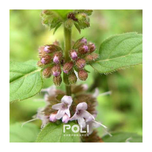 尼泊尔进口亚洲薄荷精油原料颇黎进口薄荷单方精油按摩刮痧天然精油 商品图1