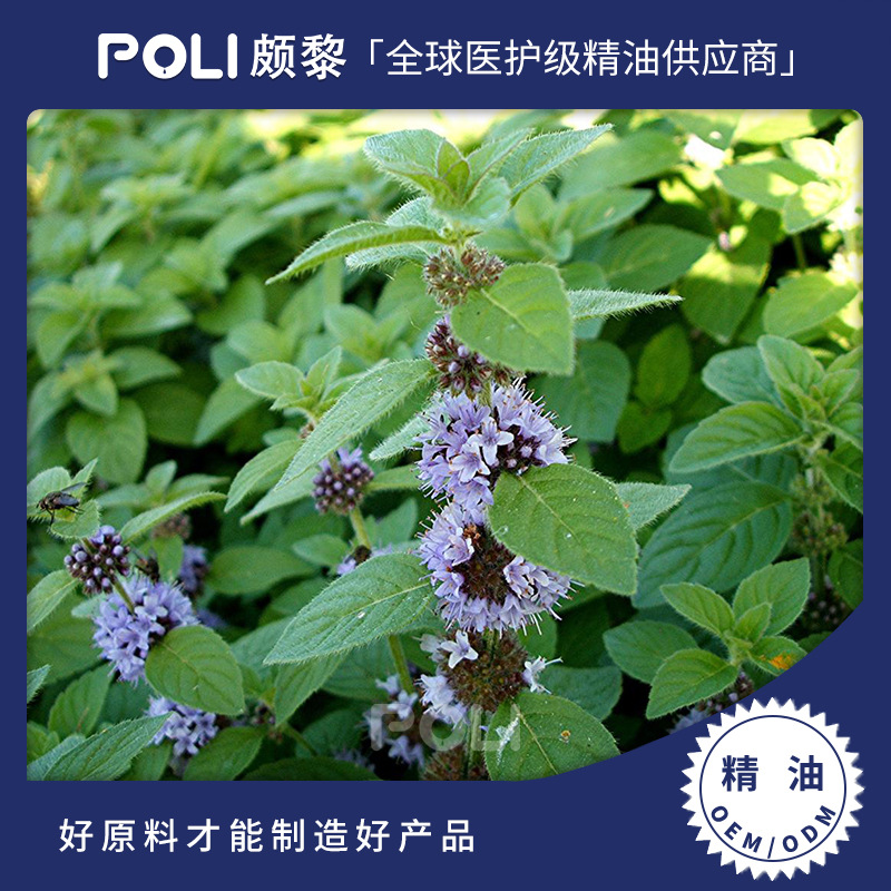 印度进口亚洲薄荷精油原料 颇黎单方精油批发 天然亚洲薄荷精油香薰