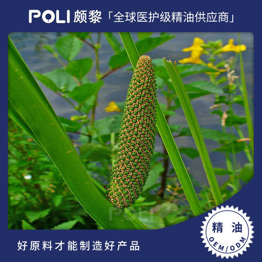 尼泊尔进口有机菖蒲根精油单方精油原料批发POLI颇黎进口精油原液 商品图0