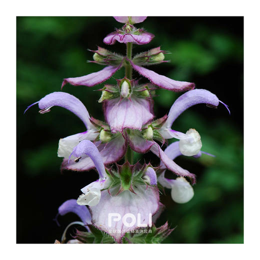 保加利亚进口快乐鼠尾草精油 精油原料批发 颇黎进口精油厂家 商品图1