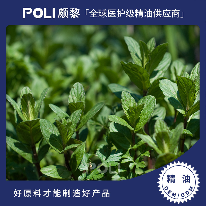 印度进口胡椒薄荷精油 单方精油原料批发 POLI颇黎进口天然精油香