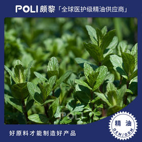 印度进口胡椒薄荷精油 单方精油原料批发 POLI颇黎进口天然精油香