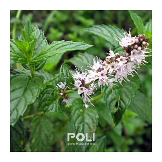 英国进口留兰香绿薄荷精油 天然单方精油原料 POLI/颇黎精油批发 商品图1