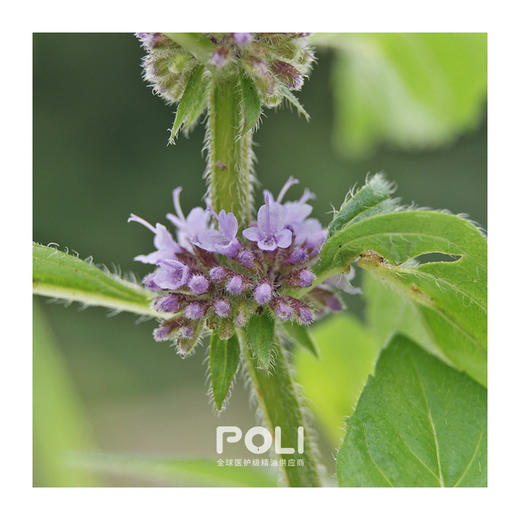 印度进口亚洲薄荷精油原料 颇黎单方精油批发 天然亚洲薄荷精油香薰 商品图1