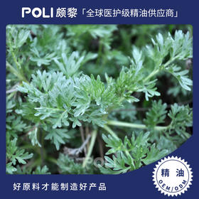 印度进口印蒿精油 精油原料印蒿按摩油POLI/颇黎批发单方精油