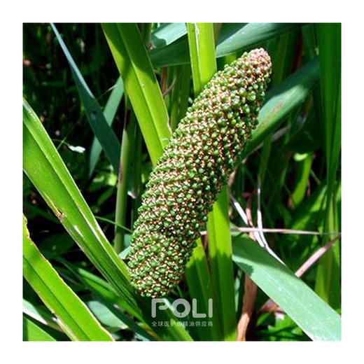 尼泊尔进口有机菖蒲根精油单方精油原料批发POLI颇黎进口精油原液 商品图1