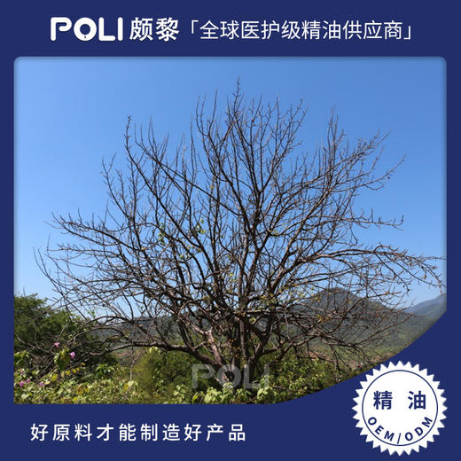 秘鲁进口圣木精油原料 POLI进口圣木单方精油批发 美容院天然香薰精油 商品图0