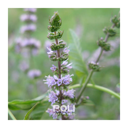 印度进口绿薄荷精油 按摩刮痧精油原料 颇黎单方精油原料批发 商品图1