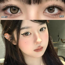 Doragina奶乖泰迪（日抛）