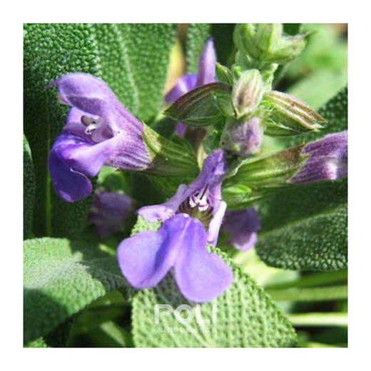 波斯尼亚进口有机鼠尾草精油 按摩精油原料批发 颇黎进口单方精油 商品图1