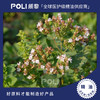 法国进口有机香芹酚牛至精油 精油原料批发 颇黎POLI单方按摩精油 商品缩略图0