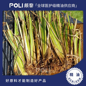 海地进口香根草精油原料 颇黎进口岩兰草精油 按摩护肤刮痧单方精油