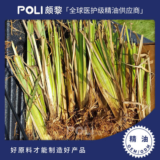 海地进口香根草精油原料 颇黎进口岩兰草精油 按摩护肤刮痧单方精油 商品图0