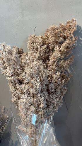 永生花材 | 蓬莱松浅咖色