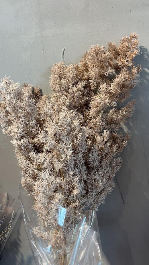 永生花材 | 蓬莱松浅咖色 商品图0