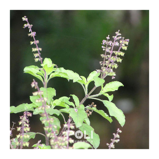 印度进口神圣罗勒精油进口天然单方精油批发颇黎POLI罗勒精油原料 商品图1