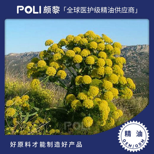 英国进口阿魏精油原料 颇黎进口按摩护肤单方精油 美容院开背阿魏精油 商品图0