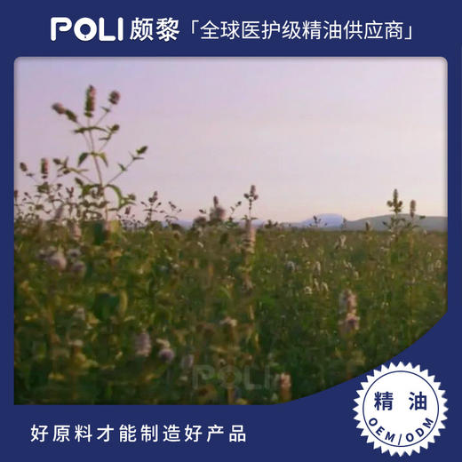 椒样薄荷精油POLI 中国荷单方精油 商品图0
