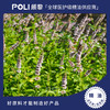 英国进口留兰香绿薄荷精油 天然单方精油原料 POLI/颇黎精油批发 商品缩略图0