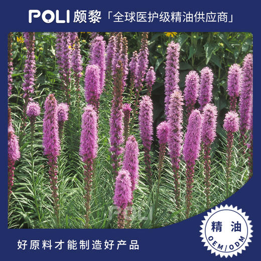 印度进口玫瑰香茅精油原料 颇黎批发单方精油 护肤按摩玫瑰香茅精油 商品图0