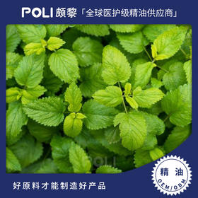 印度进口柠檬薄荷精油补水单方精油原料进口按摩护肤柠檬薄荷精油