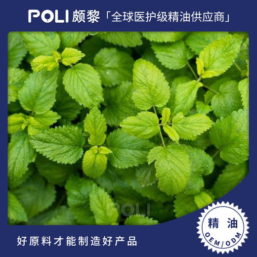 印度进口柠檬薄荷精油补水单方精油原料进口按摩护肤柠檬薄荷精油 商品图0